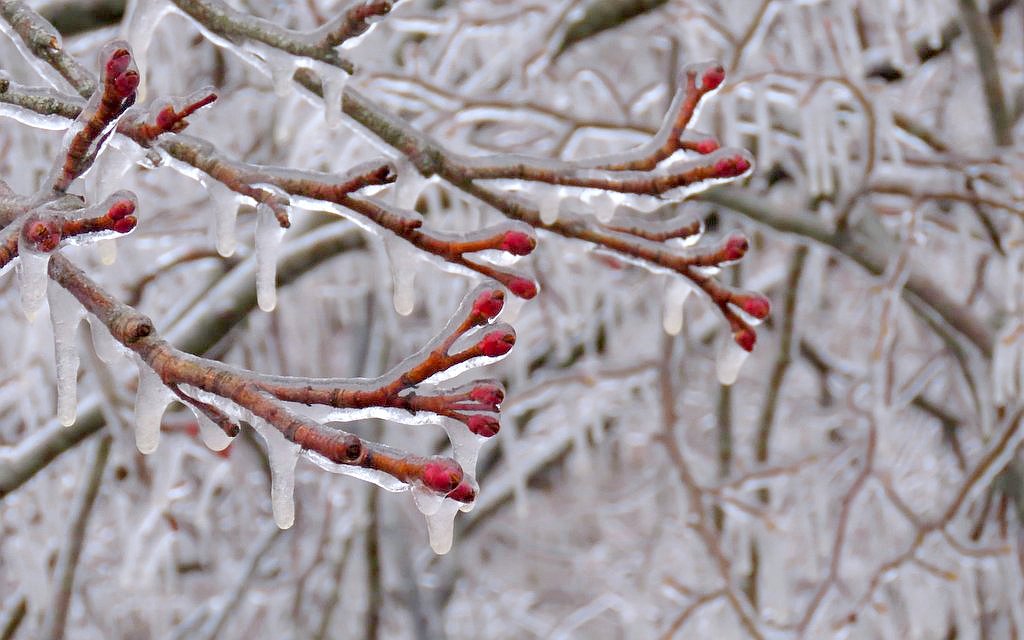 červené plody na stromě pokryté ledem / foto: MŠ