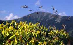 Krkonoše, Sněžka, květiny  / foto: -ima-