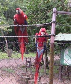 Guatemala, Salvador, Honduras, Nikaragua